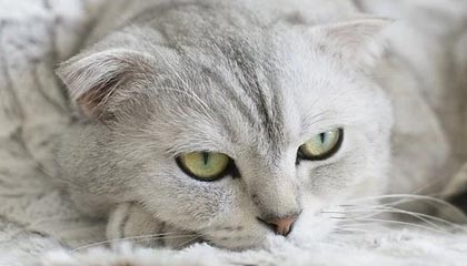 高德红外：中标应急一体化服务项目